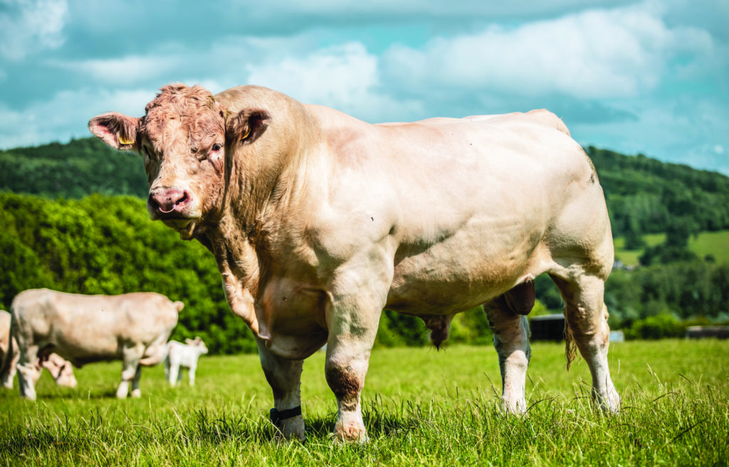 brown bull cow on meadow with mountain